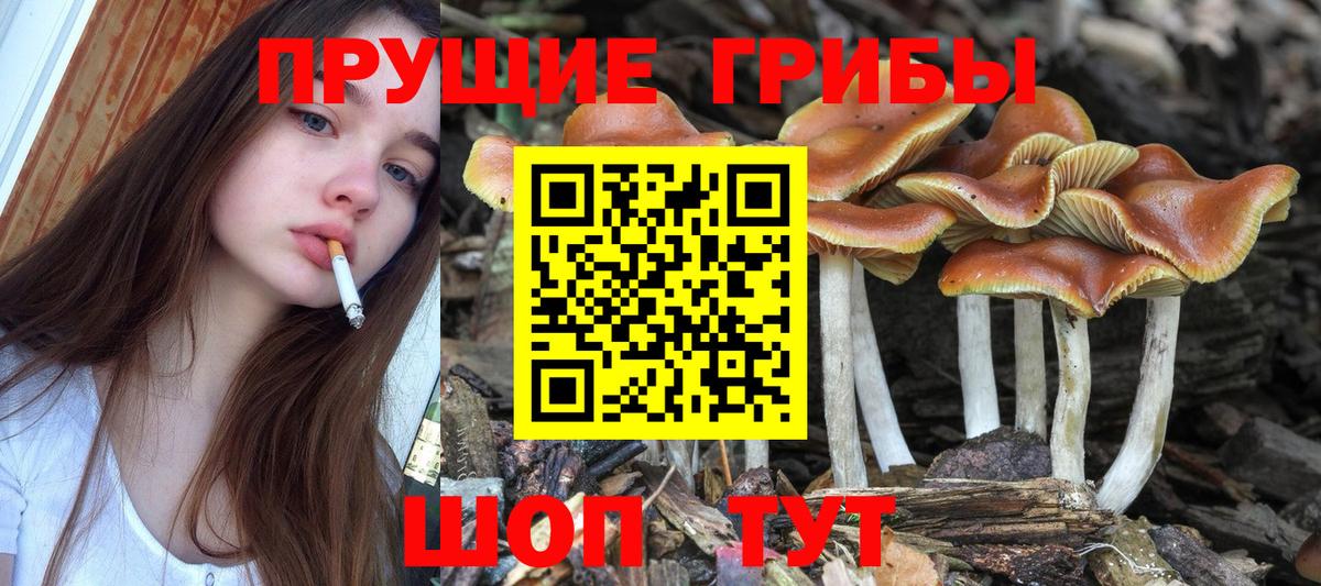 Псилоцибиновые грибы Cubensis  Галлюциногенные грибы мицелий  Вход с VPN  Сальск 